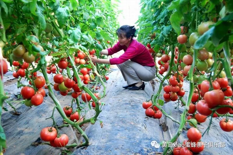 亲子研学农园科普瓜果蔬菜大丰收真人cs户外拓展活动