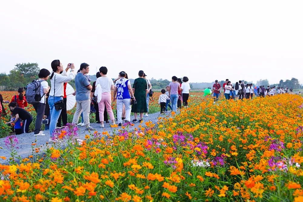 常寧人速進又一網紅花海打卡地現正值最佳觀賞期走打卡去