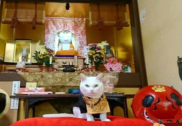 真正的“佛系喵星人”,喜欢生活在寺庙里,可谓是猫界的一股清流_猫咪