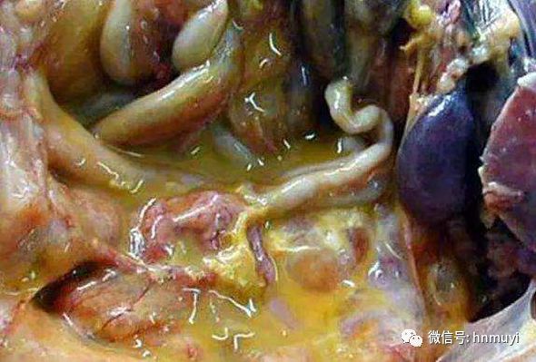 蛋鸡容易得输卵管炎 且易反复的原因及防治措施