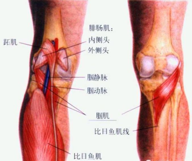 其次是腘肌,它位于腓肠肌深处,膝关节线后下方.