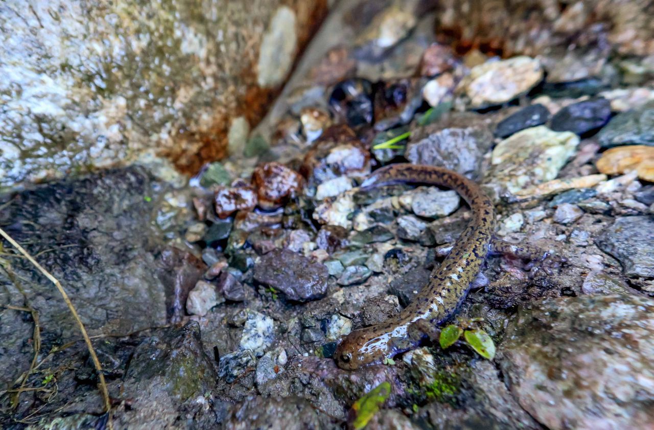 有资料表明,山溪鲵是小鲵科山溪鲵属的两栖动物,俗名羌活鱼,白龙,杉木