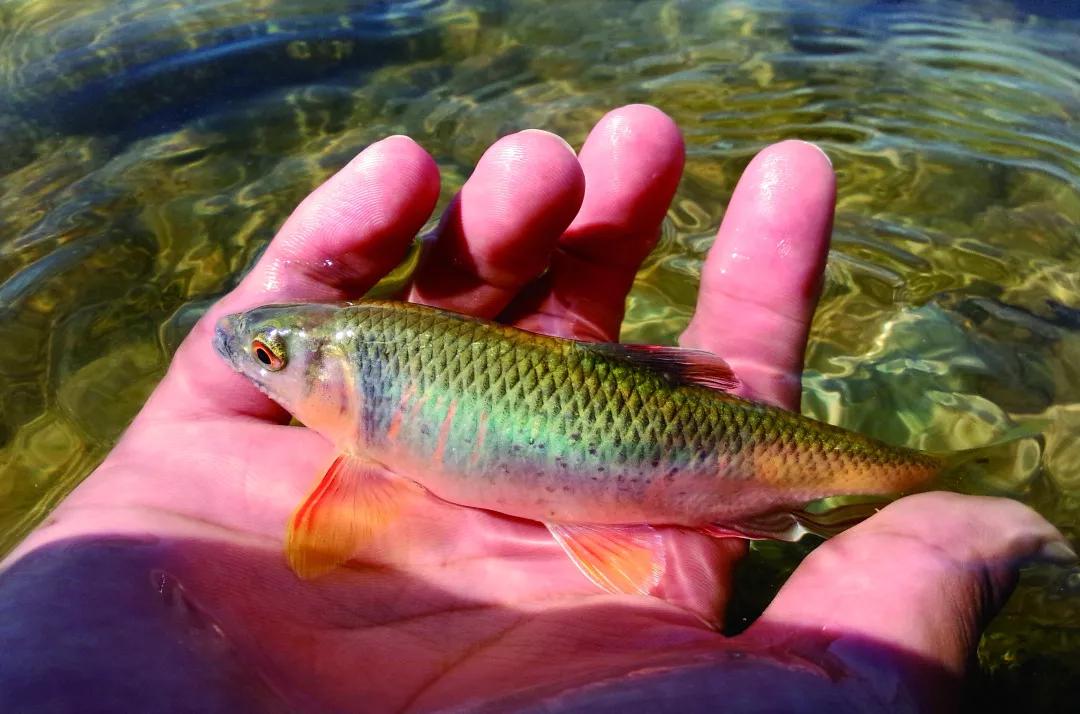 想要钓马口你需要这份作钓指南四