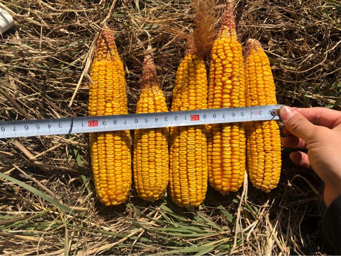 纪实中国玉米产业链服务中国行走近黑龙江玉米主产区四五