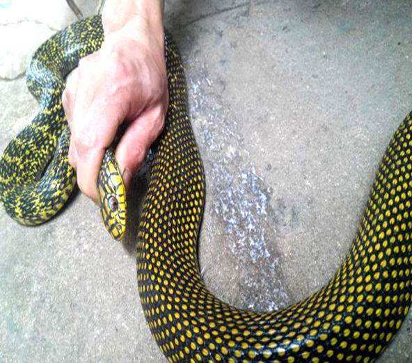 不过相比于小时候经常见到菜花蛇,现在确实已经很少见到菜花蛇了,因为