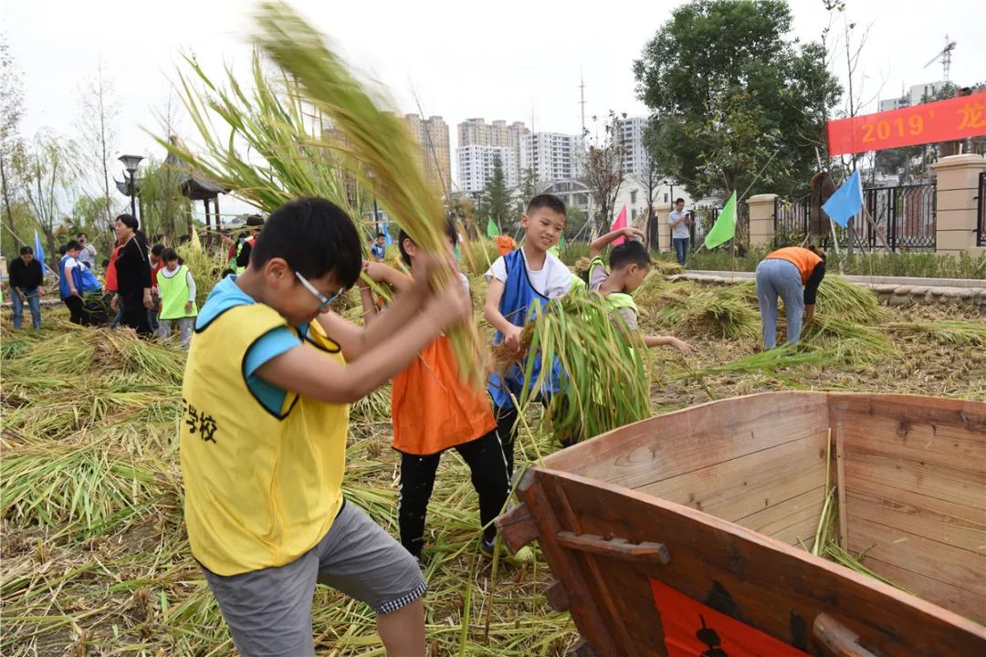 割稻脱粒扬谷小学生乐当校园小农夫