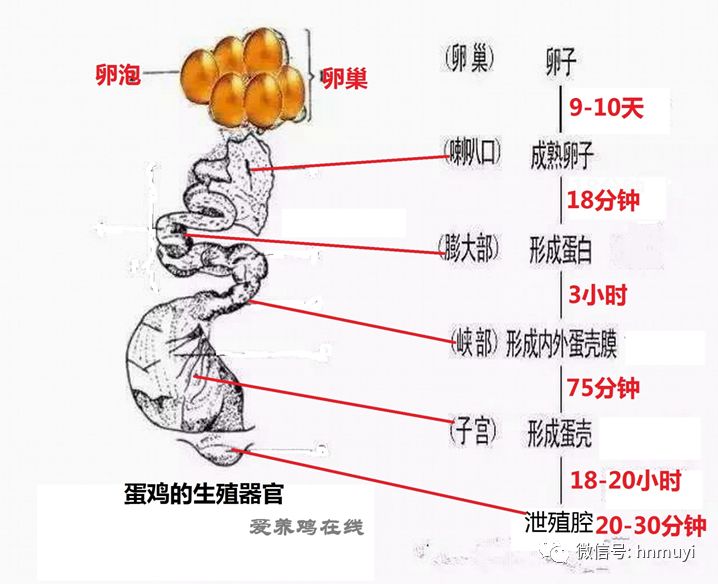 母鸡蛋道位置结构图图片