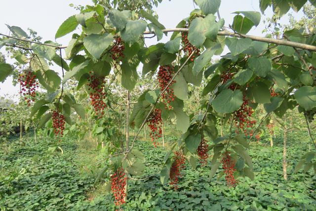 临颍:大力发展山桐子产业,成为农民致富增收新途径_种植