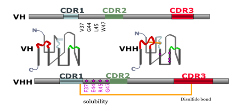 行研|纳米抗体 – 抗体界的"百变星君",如何突破抗体药的激烈重围?
