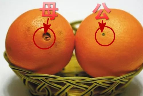 桔子也分公母母甜公酸吃了这么多桔子竟然不知道