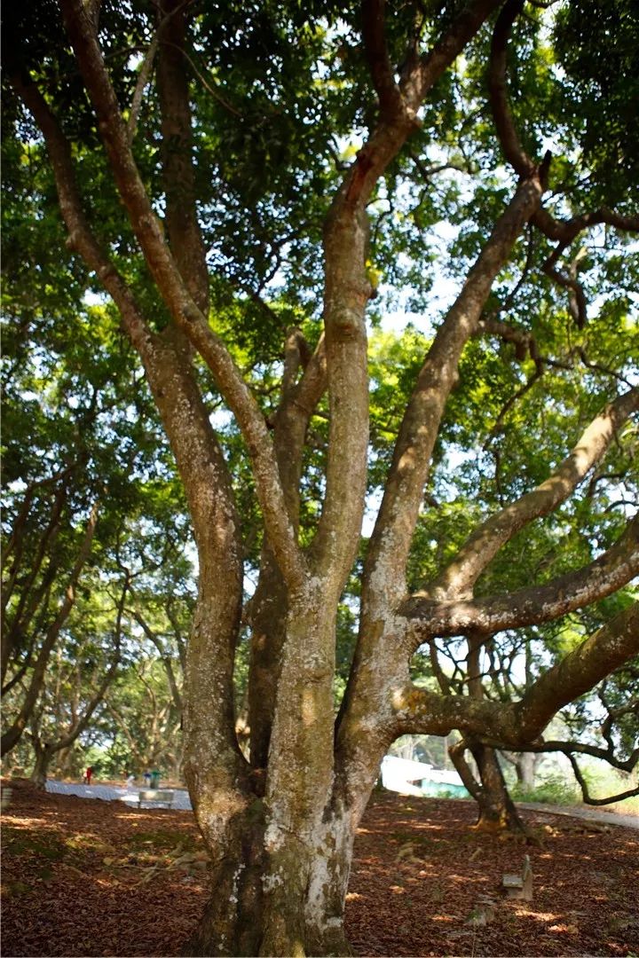 组图丨博罗柏塘的乌榄成熟了