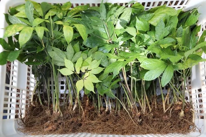 林下有机三七成熟采收 科技创新让资源变财源_种植