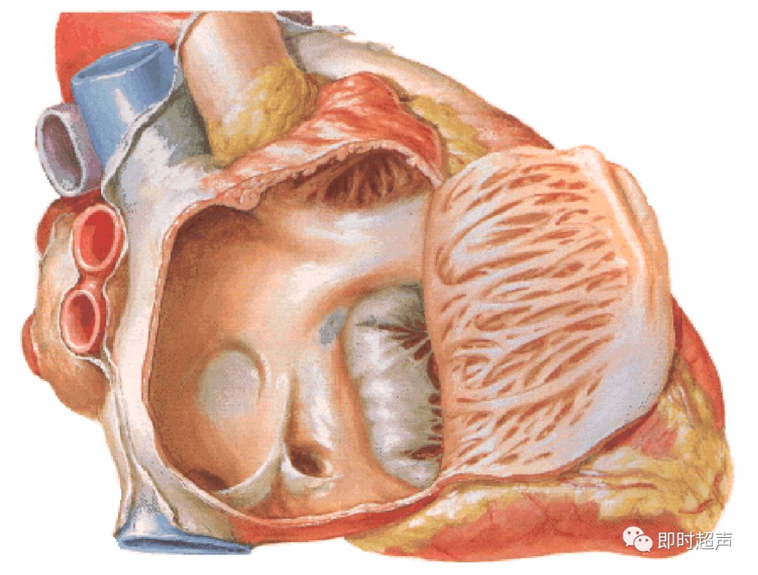 冠状静脉窦解剖图ppt图片