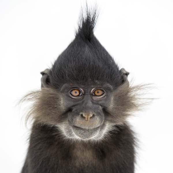 处处占尽先机有计谋策略的女人面相