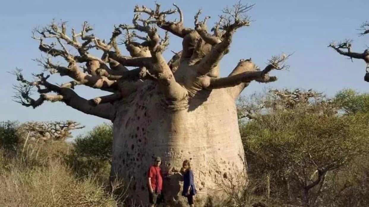 非洲的奇特物种一棵树可以储存2吨的水自然界的大水塔啊