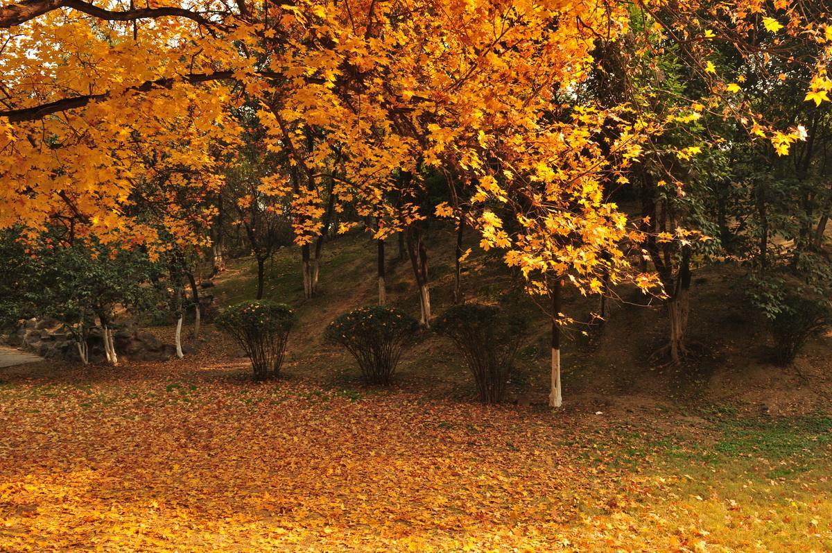 西安秋天美景图片