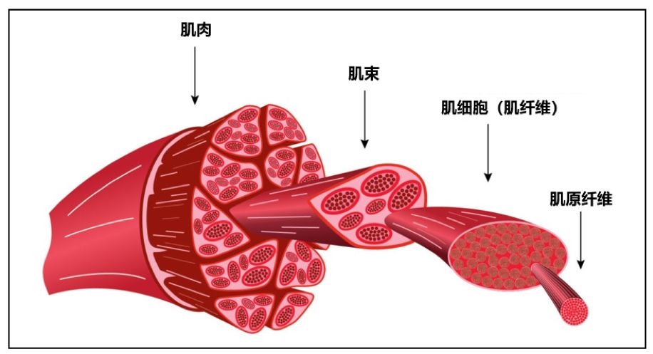 那问题就来了,如果长期锻炼会经常导致肌肉生长和受伤,但为啥不带来