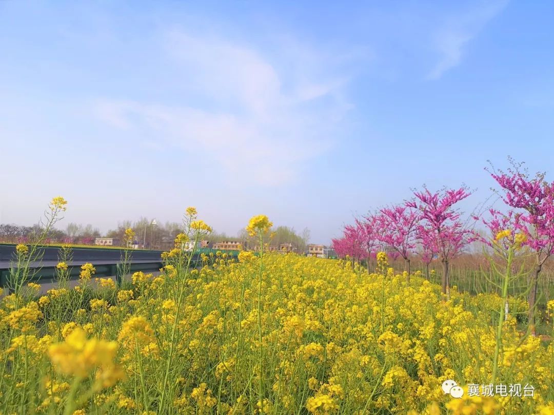 关注i 襄城县积极筹备第三届油菜花旅游文化节_首山