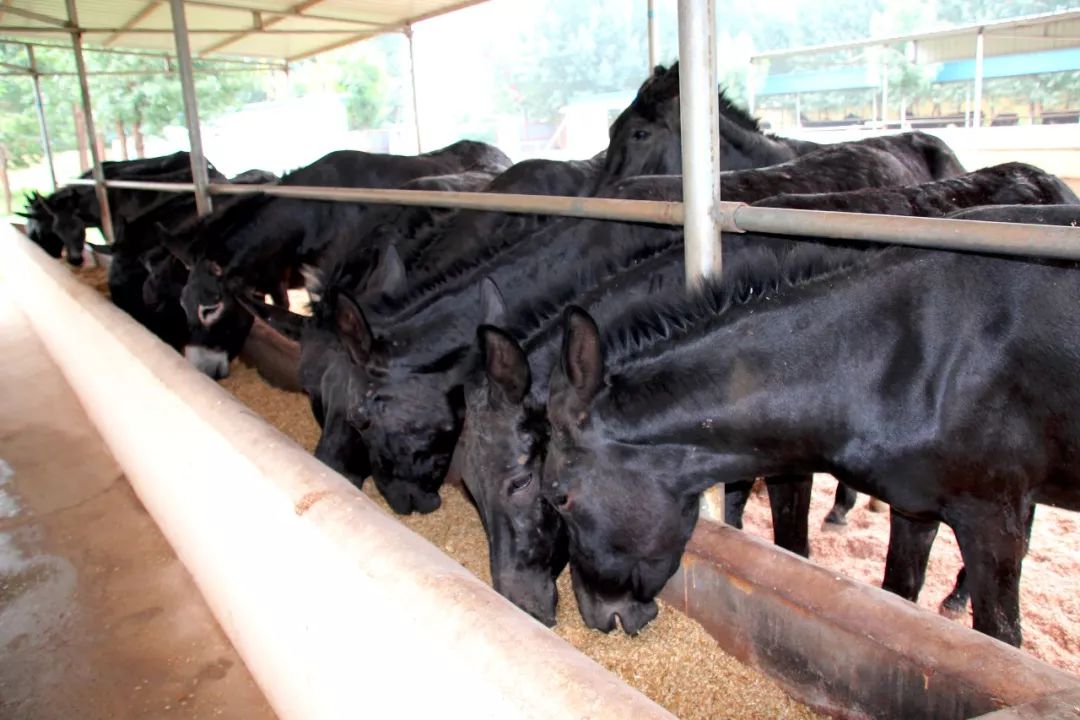 驴的外貌鉴定技术