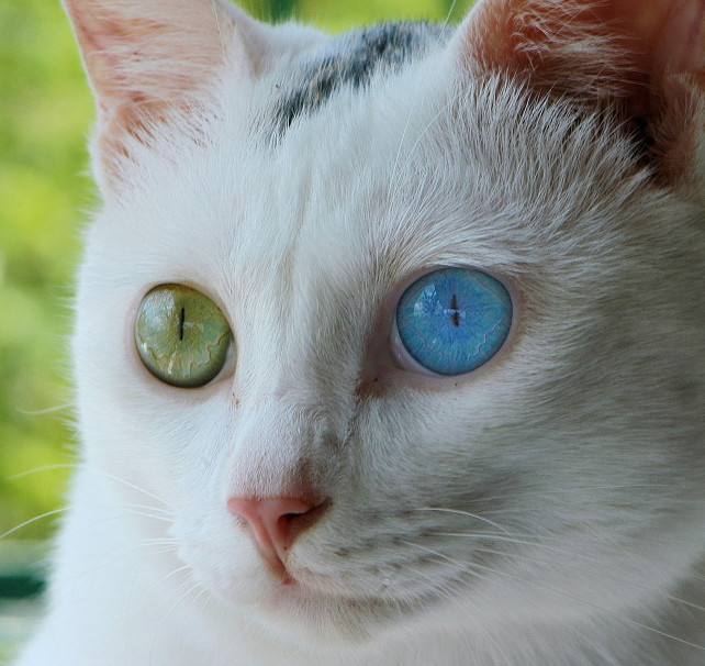 竟然捡到"阴阳眼小猫",传说中的神兽后裔?_猫咪