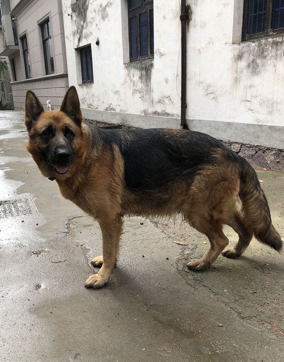 老狗看门就是让人放心,德牧都已经7岁了,家里有它很放心