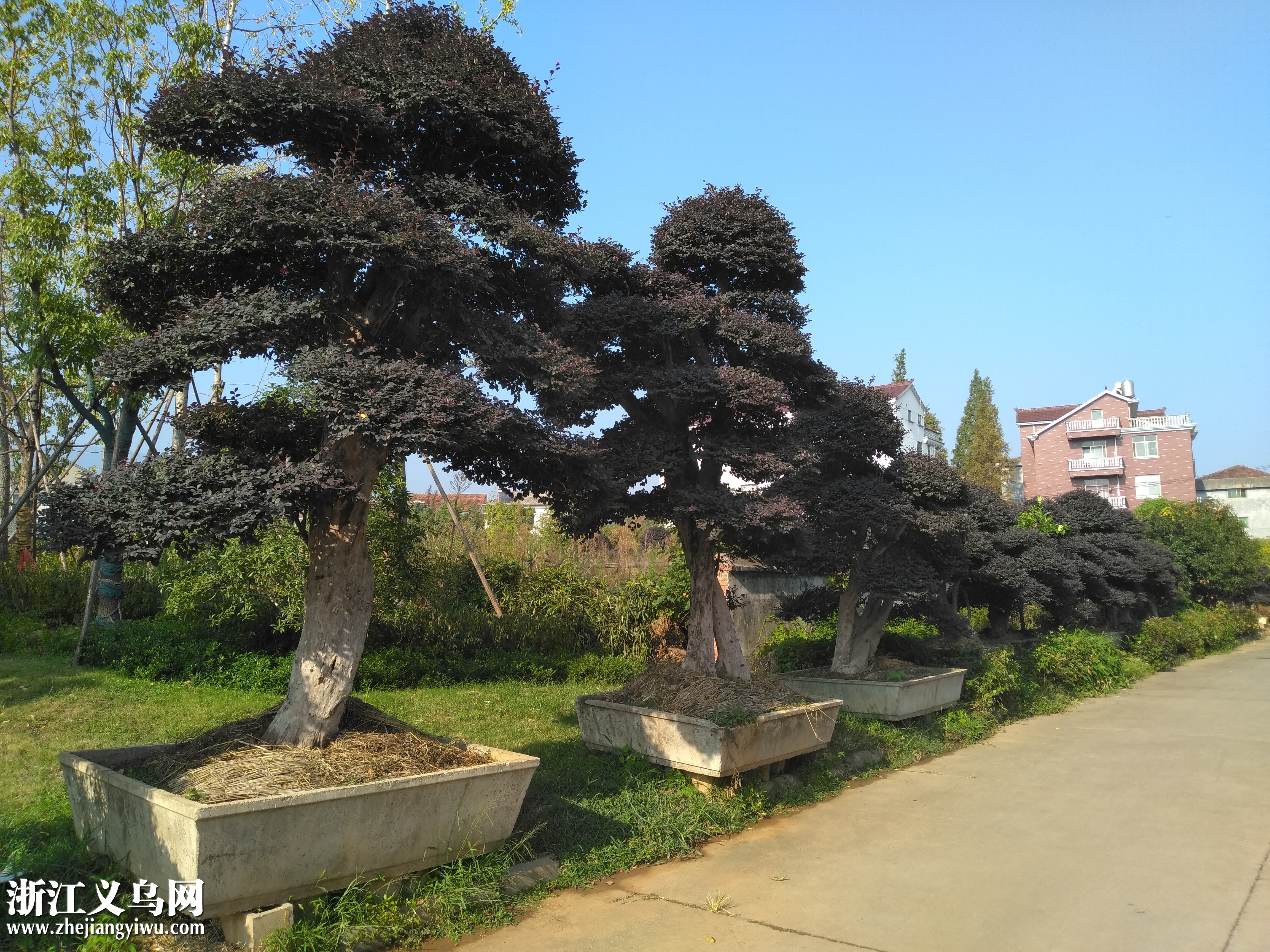 来自金华山的盆景花木品种大全