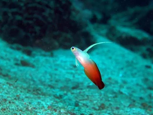 潜场一样,专注于微不足道的细小东西,瞪大眼睛你会看到海蛾,彩色小虾