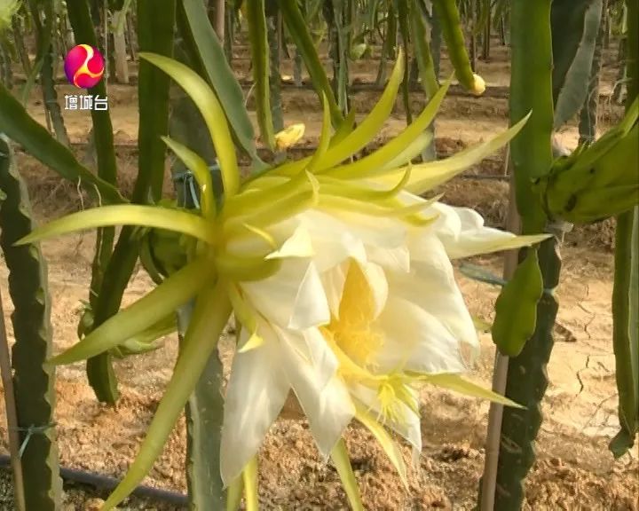 记者了解到,普通红肉火龙果从开花到成熟采摘需要35天,而燕窝果生长