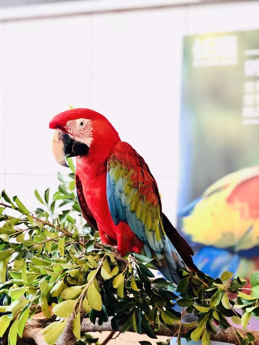 今天的"老师"正是珠海长隆海洋王国带来的珍奇的海洋与陆地生物.