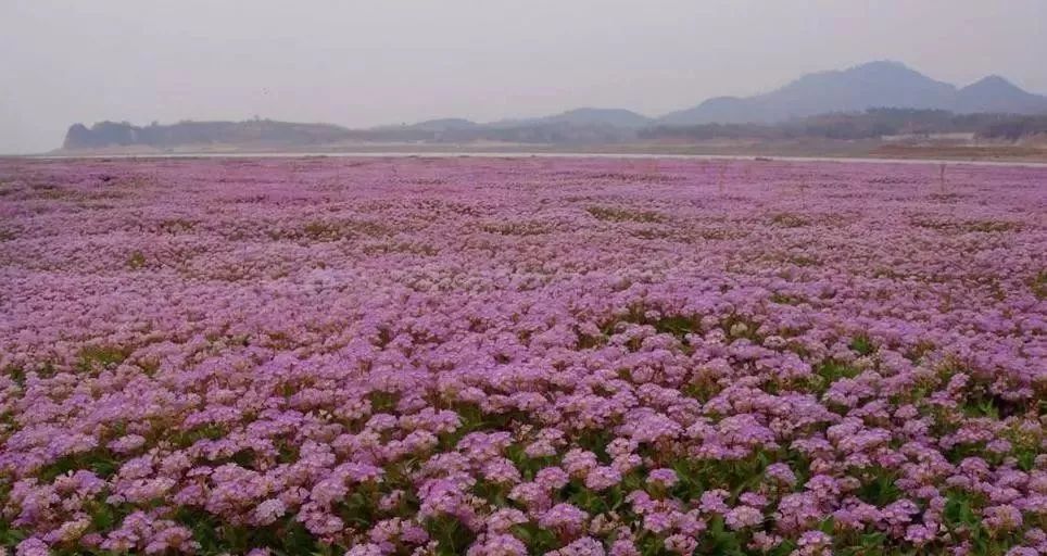 都昌花海图片