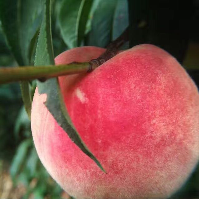 拥有吉尼斯最甜桃子记录的山东金秋红蜜桃