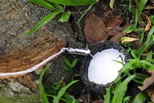 通常我们所说的天然橡胶,是指从巴西橡胶树上采集的天然胶乳,经过凝固