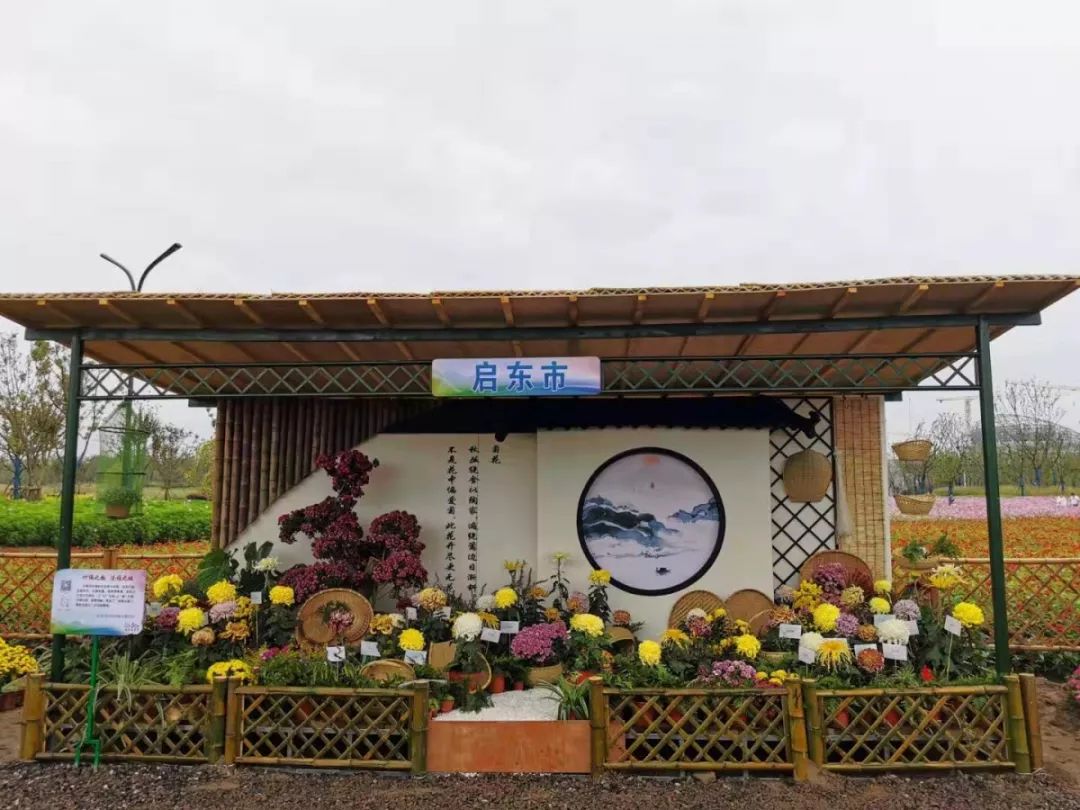 【喜报】南通第30届菊花展 启东室外展区荣获金奖!
