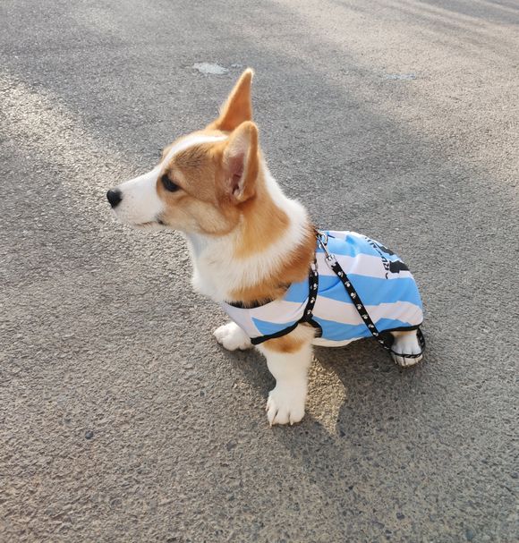 网友给柯基买的新衣服到了它穿身上就要出去狗漂亮