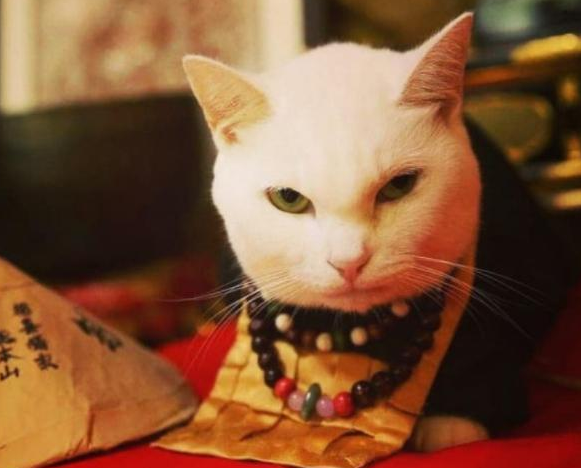 真正的"佛系喵星人",喜欢生活在寺庙里,可谓是猫界的一股清流_猫咪