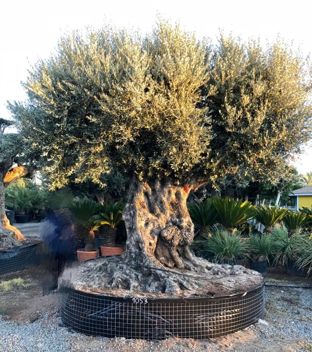 多少个世纪以来,人们都仰慕西班牙橄榄树的威严和高贵,它是人类悠久