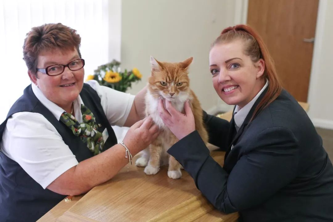 这只大橘在三年间已经参加了100多场葬礼了…_paddy