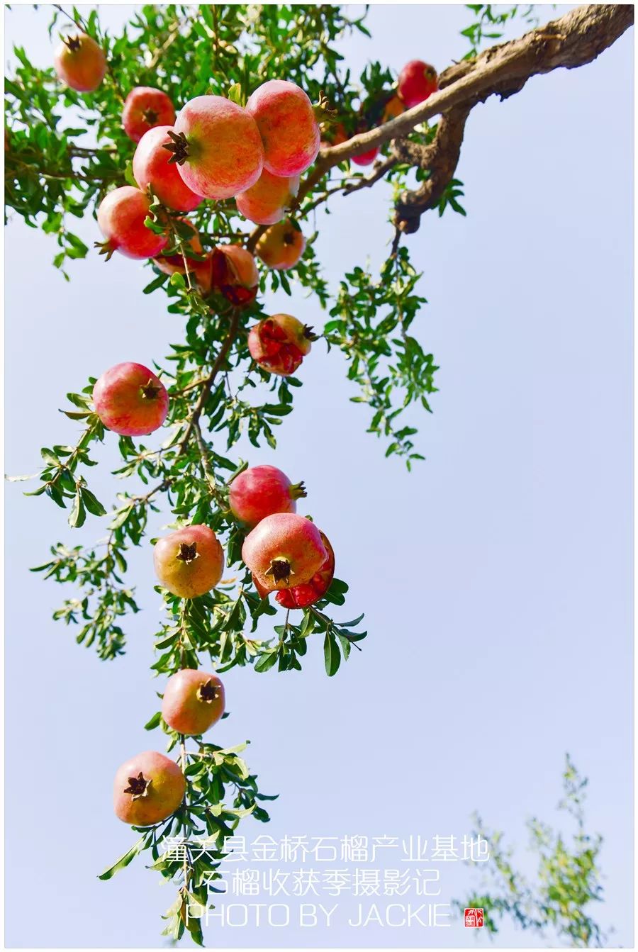 秋天果园石榴图片