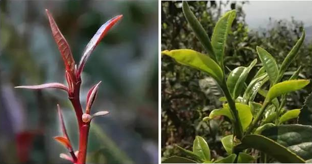 识茶|富含花青素的紫色茶叶 稀有茶紫鹃_茶树