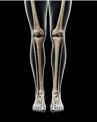 正常腿型01常见腿型:跗骨 跖骨 耻骨:3胫骨 腓骨:2股骨 髌骨:1