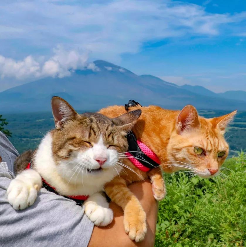 夫妇花了8年时间带着两只猫走遍日本，拍了一部旅猫日记火遍ins!