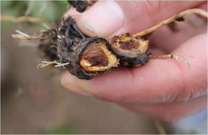 根腐病1分钟看懂草莓根腐病能离它远一点就远一点