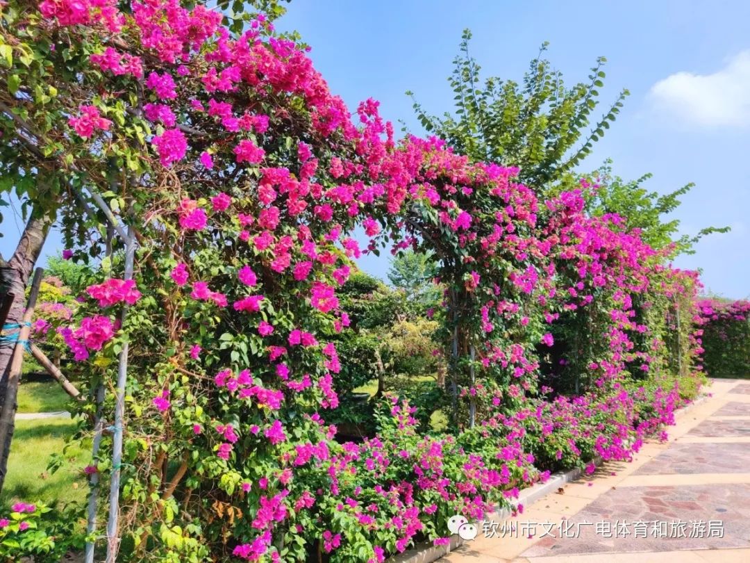 而花卉小镇中最梦幻的还要属这花卉长廊