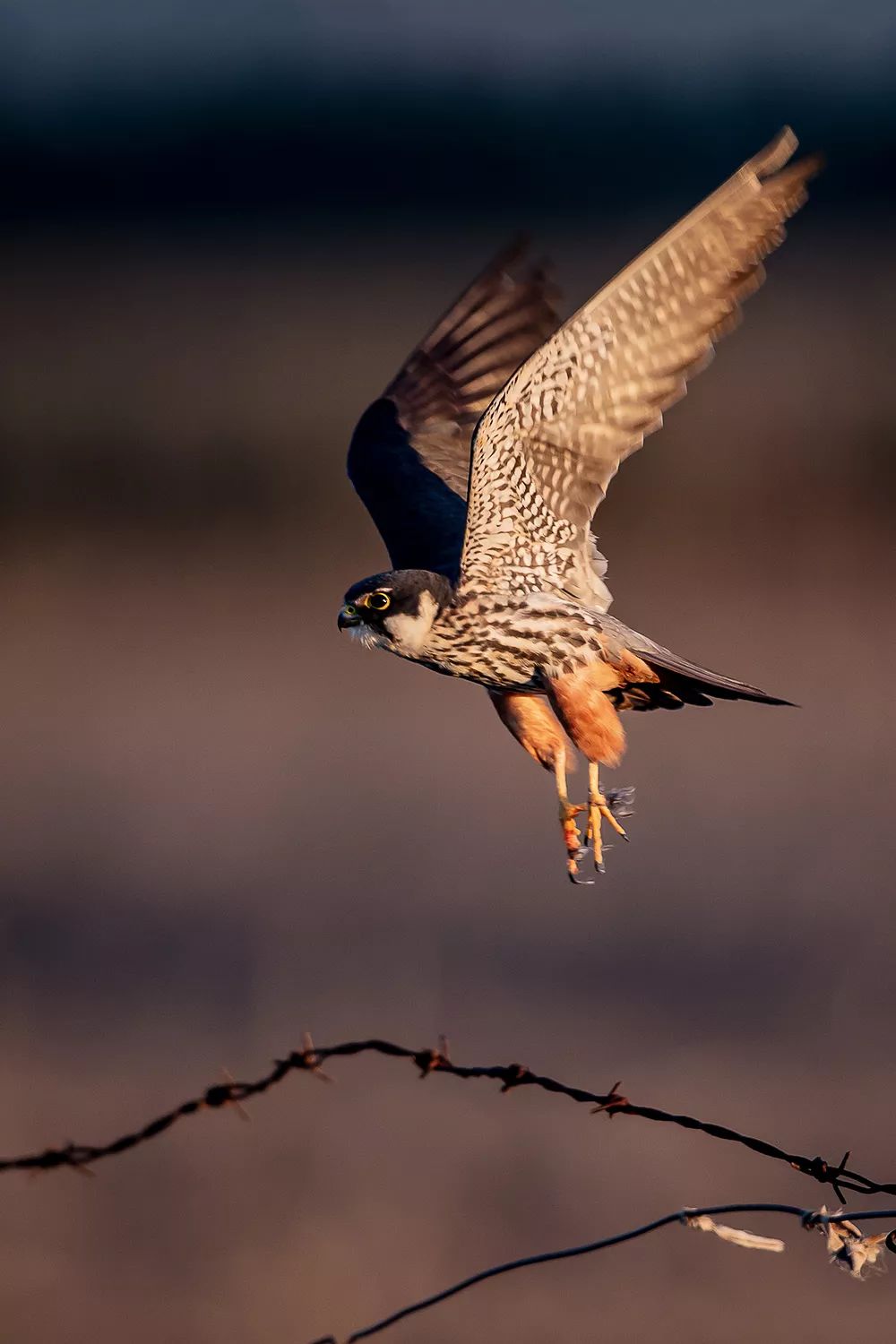 鸟类大观北京猛禽拍摄纪事燕隼