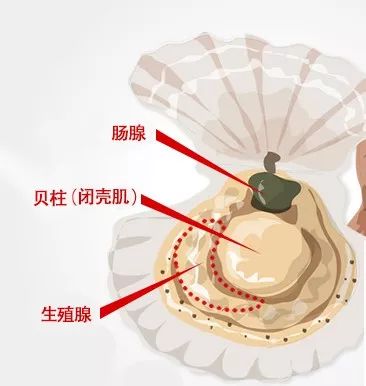 元贝,珧柱,江珧柱,江瑶柱等,通常由扇贝科和江珧科贝类动物的闭壳肌