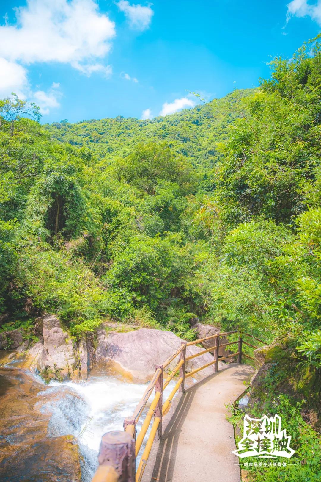 看着满屏的绿意,都能感觉到清凉山中的一切都美得原生态面面就被这抹