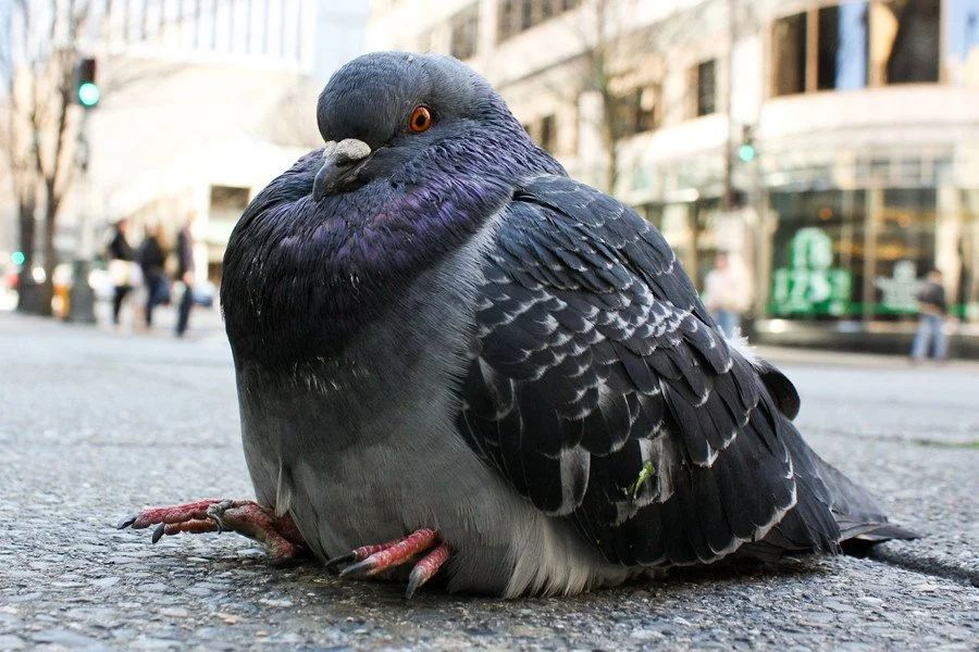 overweight pigeon