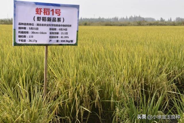 "虾稻1号(锦214)"在潜江试种示范点迎来现场观摩评测并获得丰收.