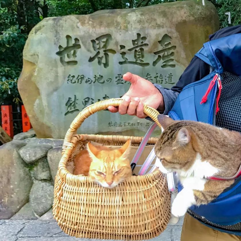 夫妇花了8年时间带着两只猫走遍日本，拍了一部旅猫日记火遍ins!