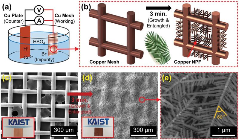 纳米棕榈树状铜枝晶制备示意图及电镜照片韩国科学技术院(kaist)